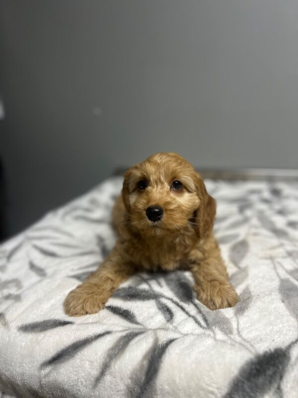 Blippi last apricot cockapoo girl still waiting for a home - Image 3 of 5
