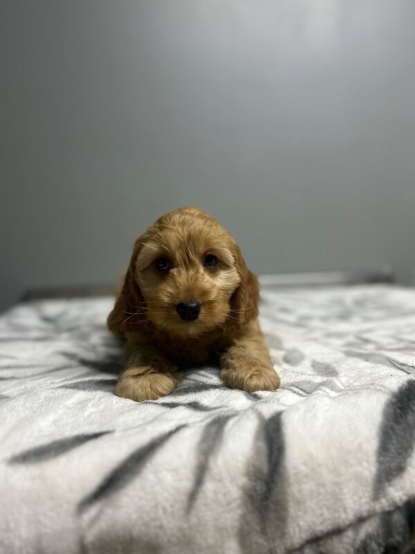 Blippi last apricot cockapoo girl still waiting for a home - Image 4 of 5