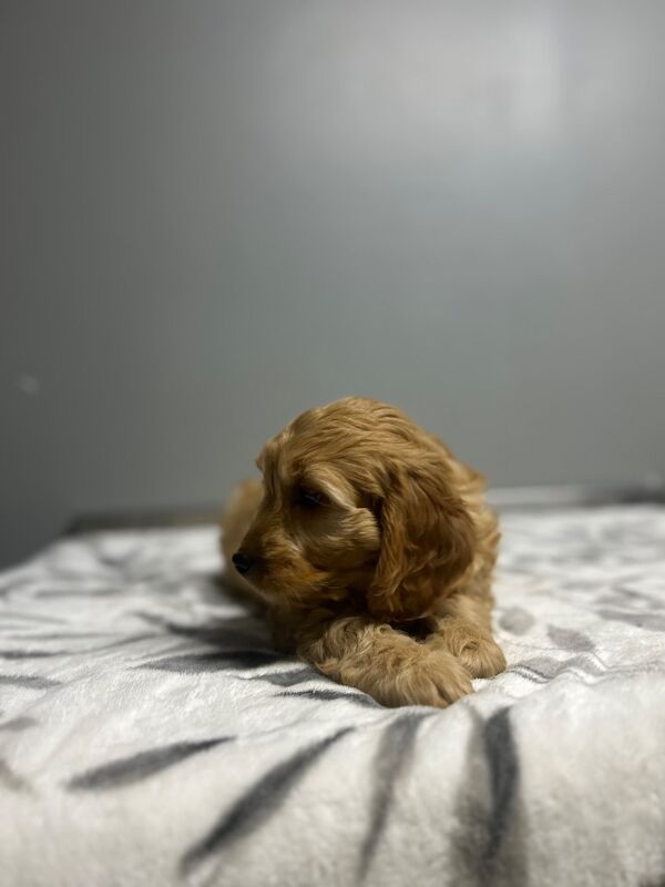 Blippi last apricot cockapoo girl still waiting for a home - Image 5 of 5
