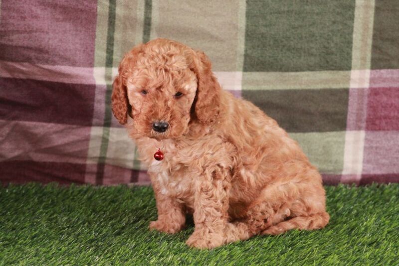 Bonnie playful F1b COCKAPOO'S for sale in Carmarthen / Caerfyrddin, Dyfed