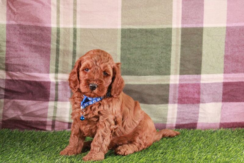 Bonnie playful F1b COCKAPOO'S for sale in Carmarthen / Caerfyrddin, Dyfed | Image 2