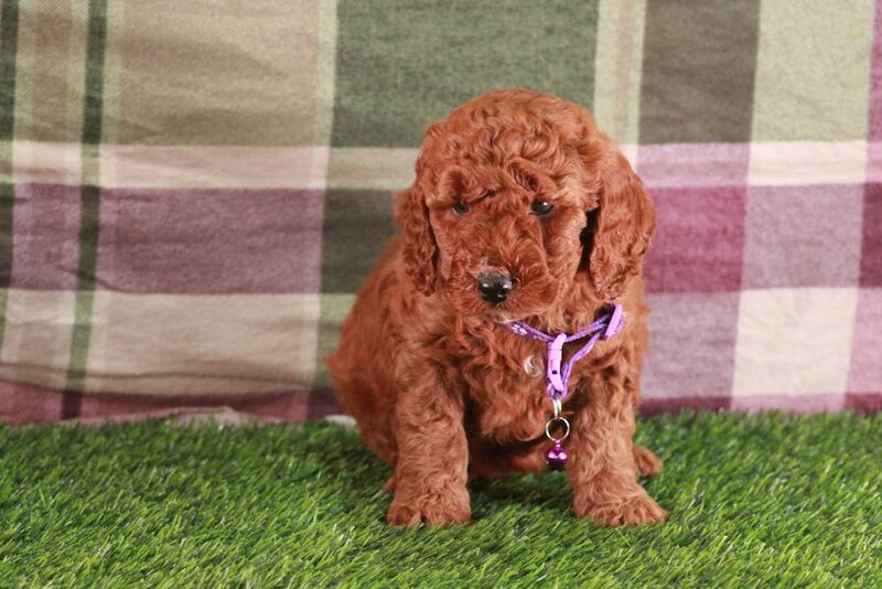 Cockapoo puppies for sale in Carmarthen / Caerfyrddin, Dyfed – 3 months old - Image 3 of 9