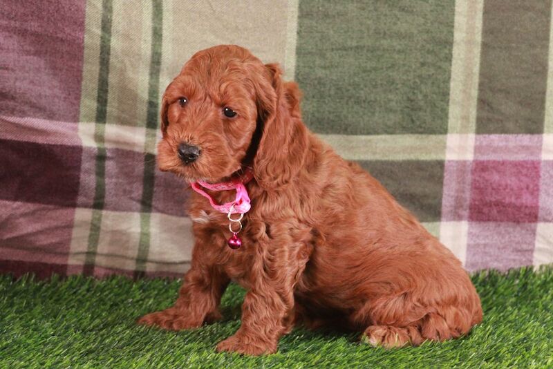 Bonnie playful F1b COCKAPOO'S for sale in Carmarthen / Caerfyrddin, Dyfed | Image 4