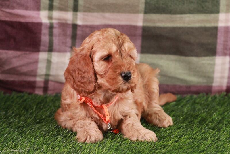 Cockapoo puppies for sale in Carmarthen / Caerfyrddin, Dyfed – 3 months old - Image 5 of 9