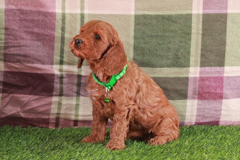Cockapoo puppies for sale in Carmarthen / Caerfyrddin, Dyfed – 3 months old - Image 6 of 9