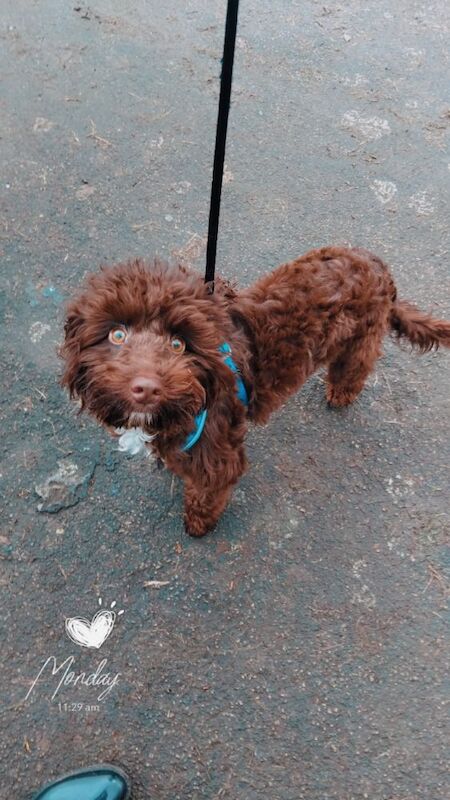 Boy cockapoo