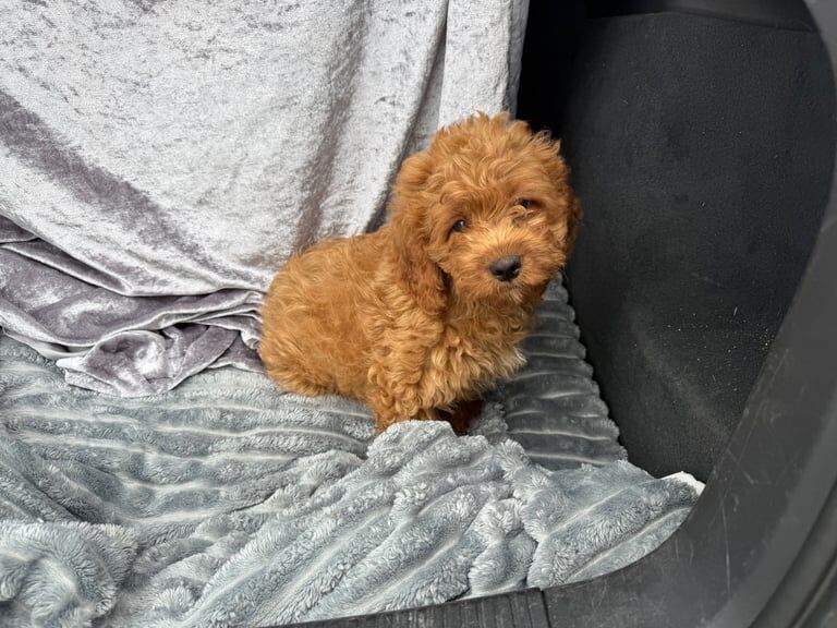 Boy cockapoo puppy for sale in Moira, County Down