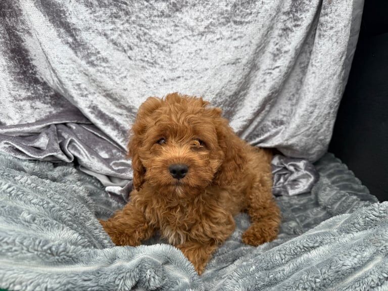 Boy cockapoo puppy for sale in Moira, County Down | Image 2