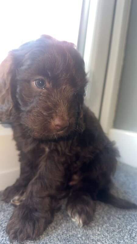 Cockapoo puppies for sale in Blaydon, Tyne and Wear – 7 weeks old
