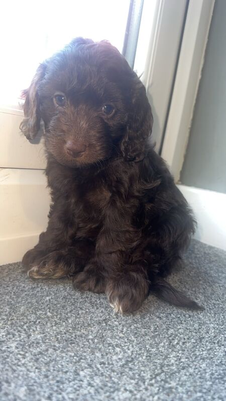 Cockapoo puppies for sale in Blaydon, Tyne and Wear – 7 weeks old - Image 2 of 3