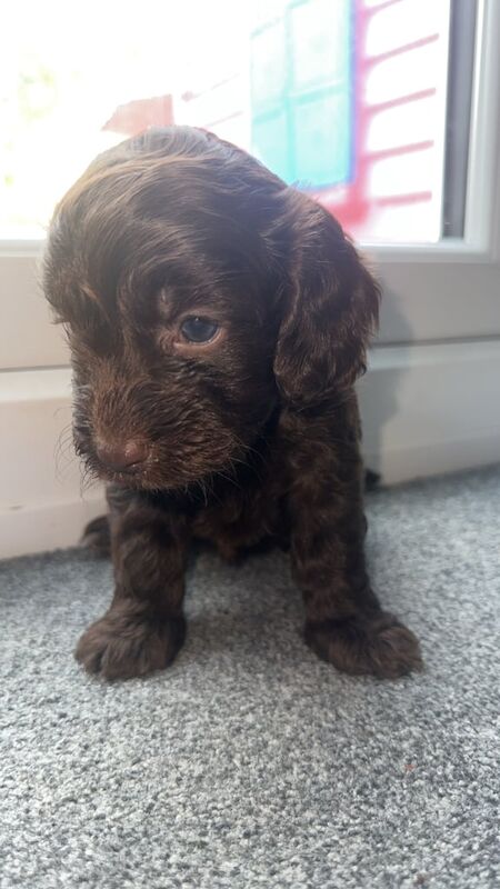 Cockapoo puppies for sale in Blaydon, Tyne and Wear – 7 weeks old - Image 3 of 3