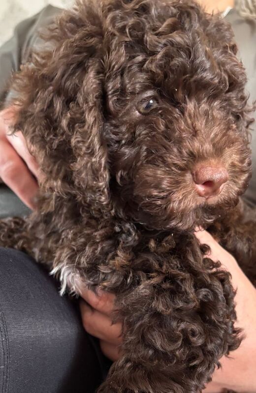 brown girl cockapoo 9 weeks old