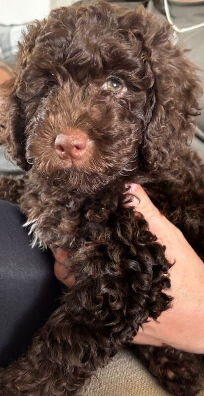 brown girl cockapoo 9 weeks old - Image 2 of 6