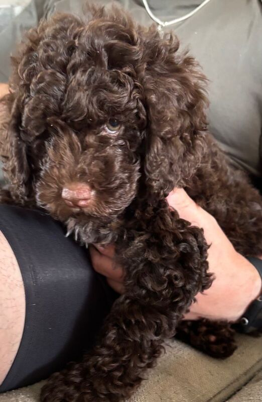 brown girl cockapoo 9 weeks old - Image 3 of 6