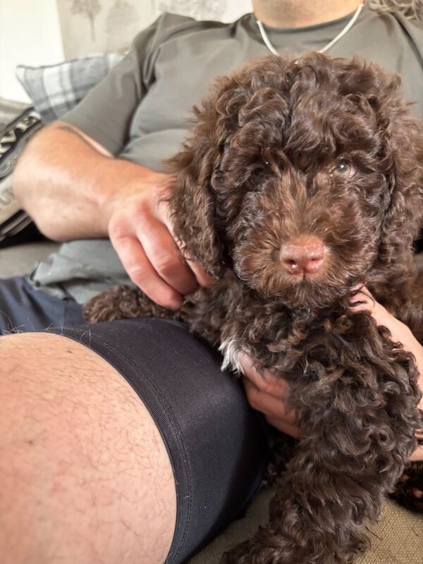 brown girl cockapoo 9 weeks old - Image 4 of 6