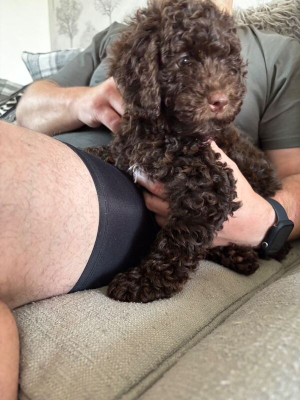 brown girl cockapoo 9 weeks old - Image 5 of 6