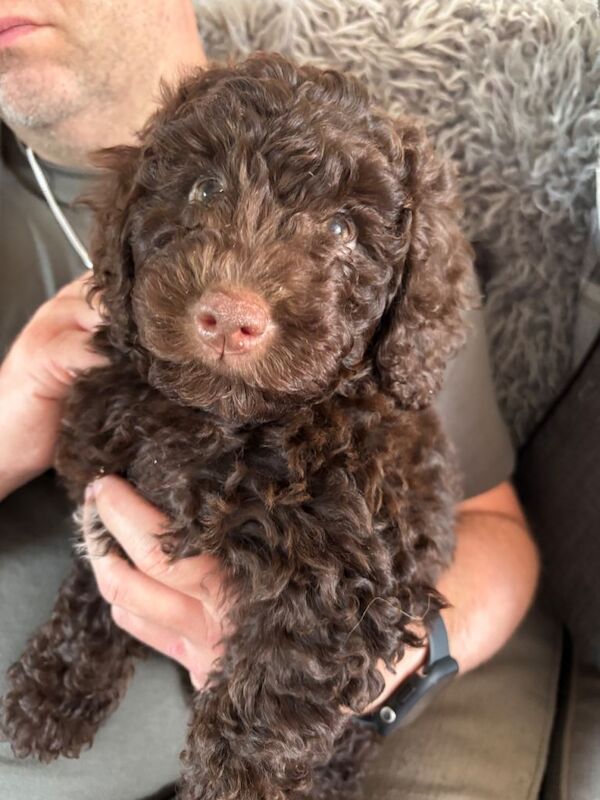 brown girl cockapoo 9 weeks old - Image 6 of 6