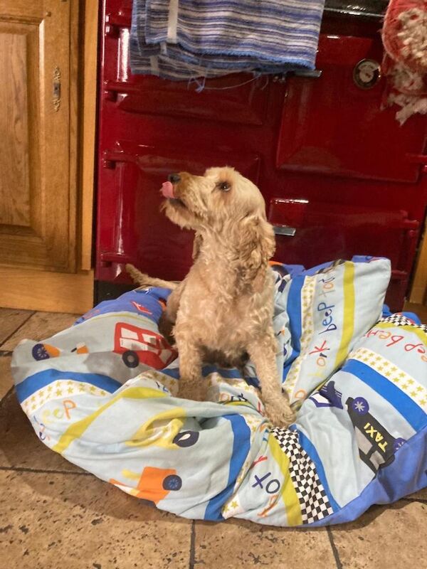 Cacapoo puppies