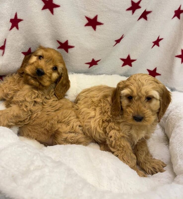 Cockapoo puppies for sale in Coventry, West Midlands – 8 weeks old