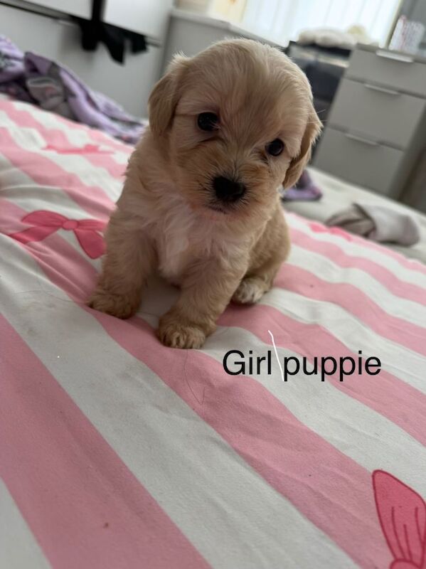 CavaCoton poos puppies