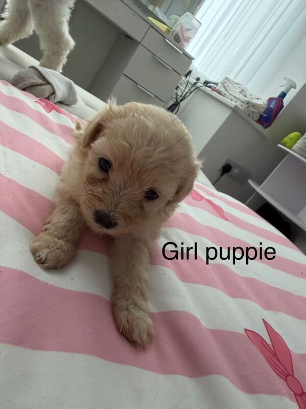 CavaCoton poos puppies - Image 2 of 4