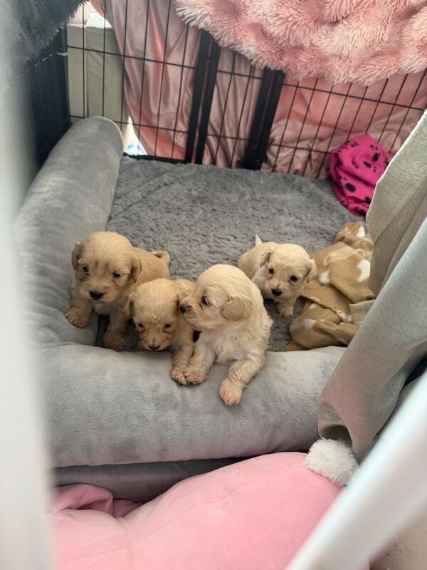CavaCoton poos puppies - Image 3 of 4