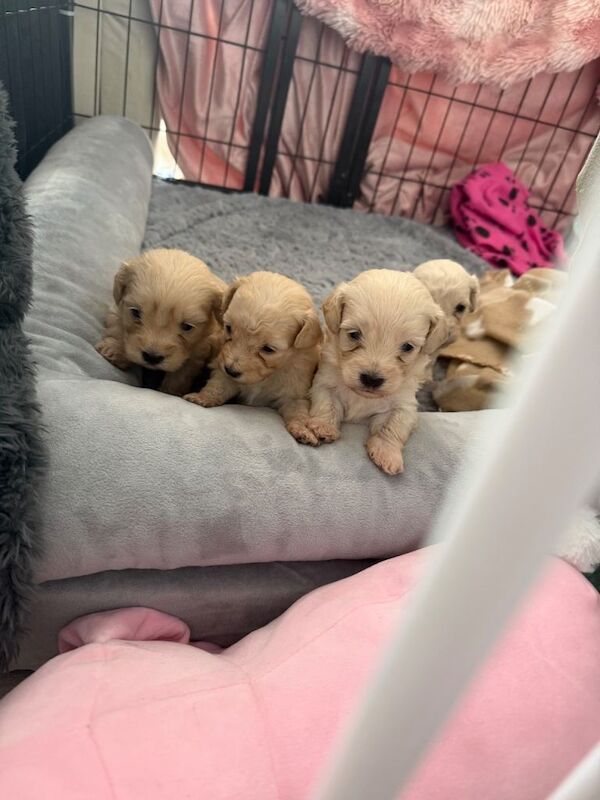 CavaCoton poos puppies - Image 4 of 4