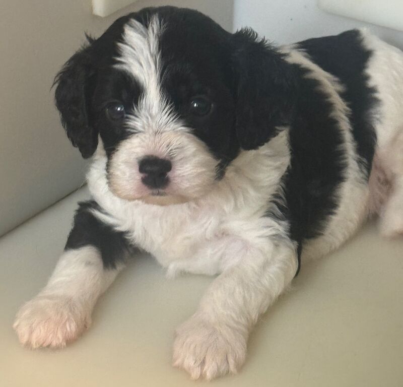 Cavapoo puppies - Image 2 of 10