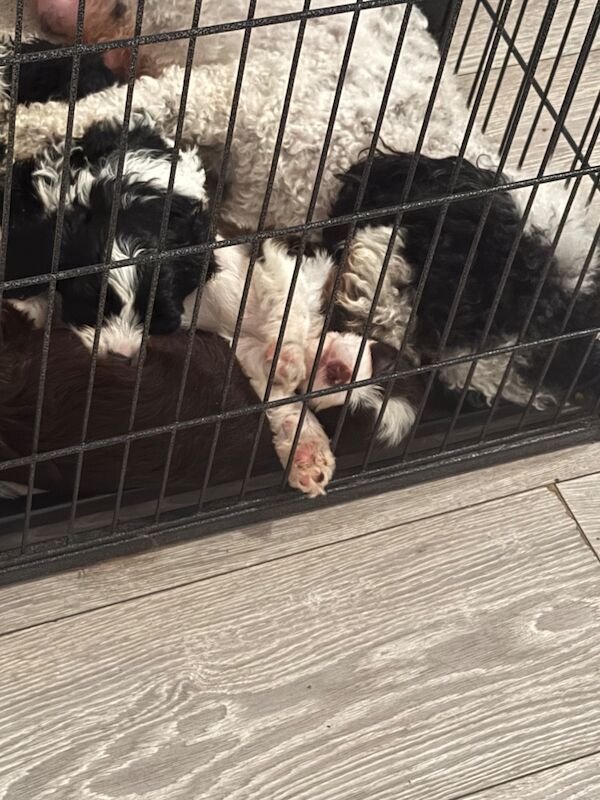 Cavapoo puppies - Image 3 of 10
