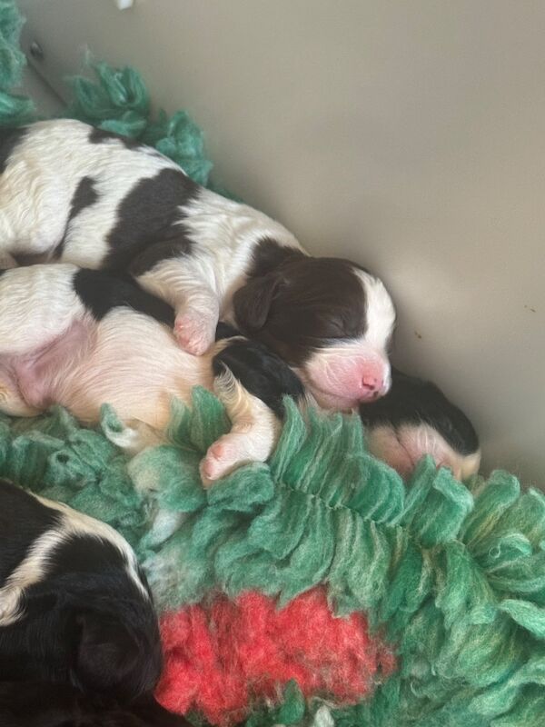 Cavapoo puppies - Image 4 of 10
