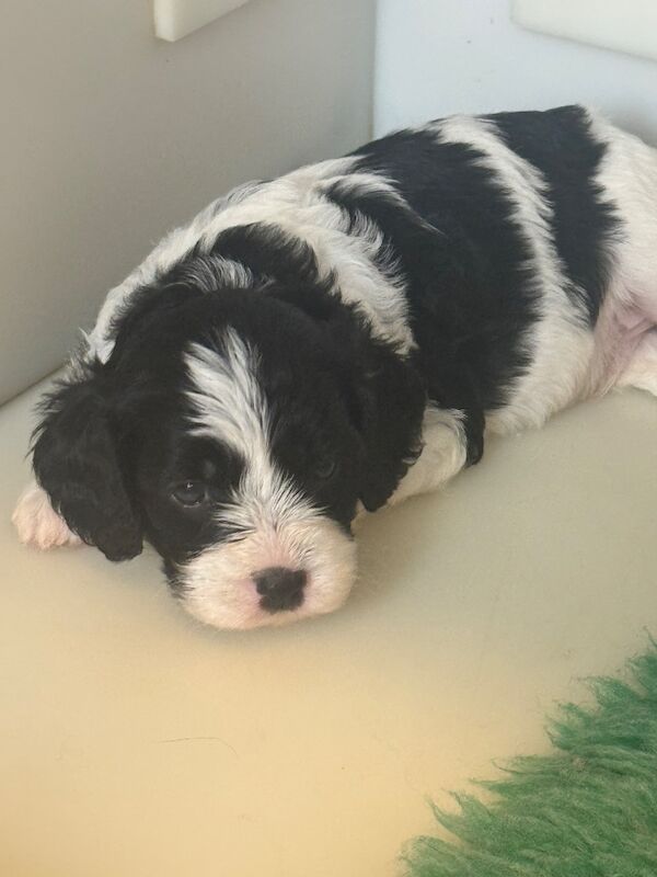 Cavapoo puppies - Image 5 of 10