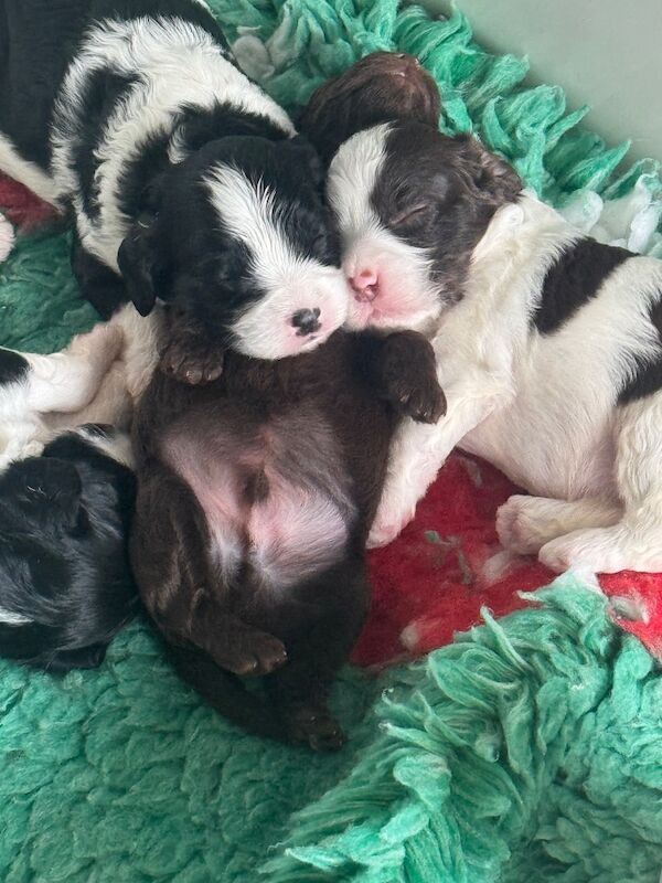Cavapoo puppies - Image 6 of 10