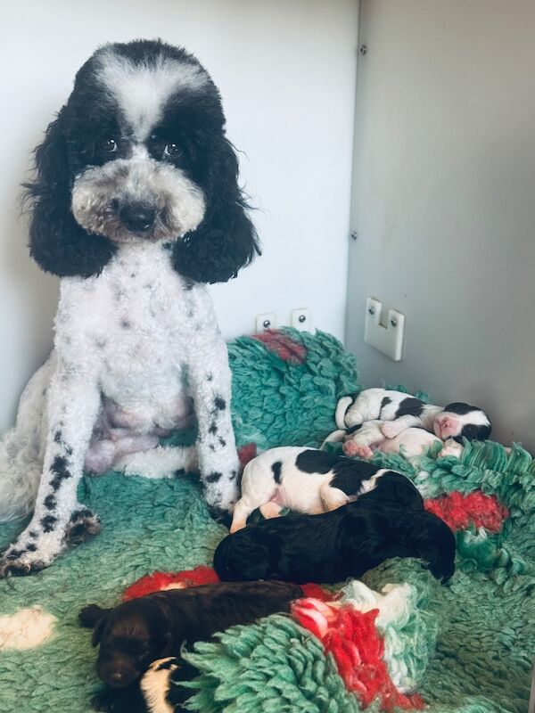 Cavapoo puppies - Image 8 of 10