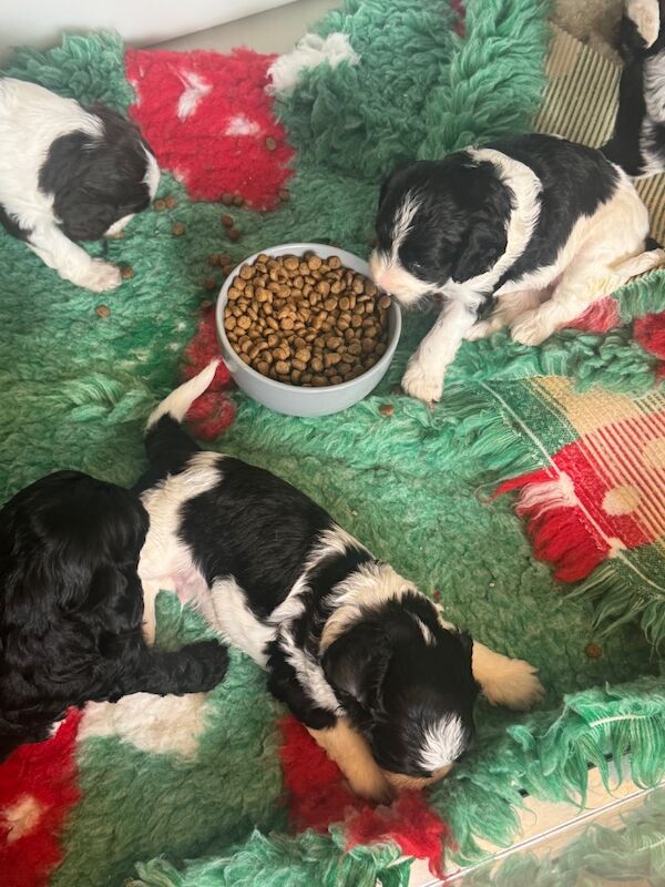 Cavapoo puppies - Image 9 of 10