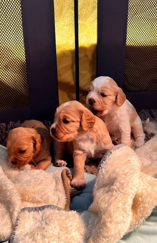 Cockapoo puppies for sale in South Ockendon, Essex – 4 weeks old