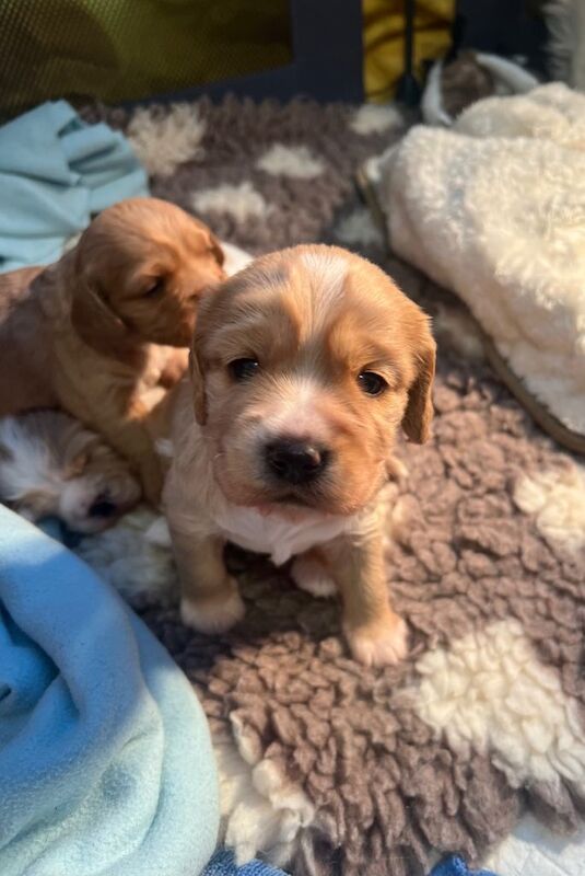 Cockapoo puppies for sale in South Ockendon, Essex – 4 weeks old - Image 4 of 5