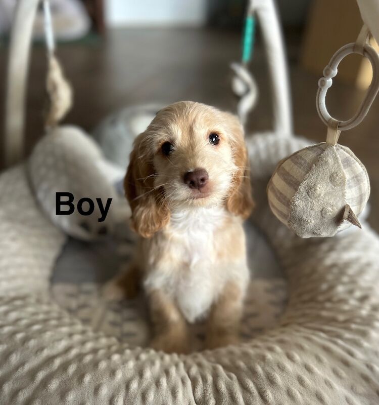 Champagne boy ready now - Image 2 of 6