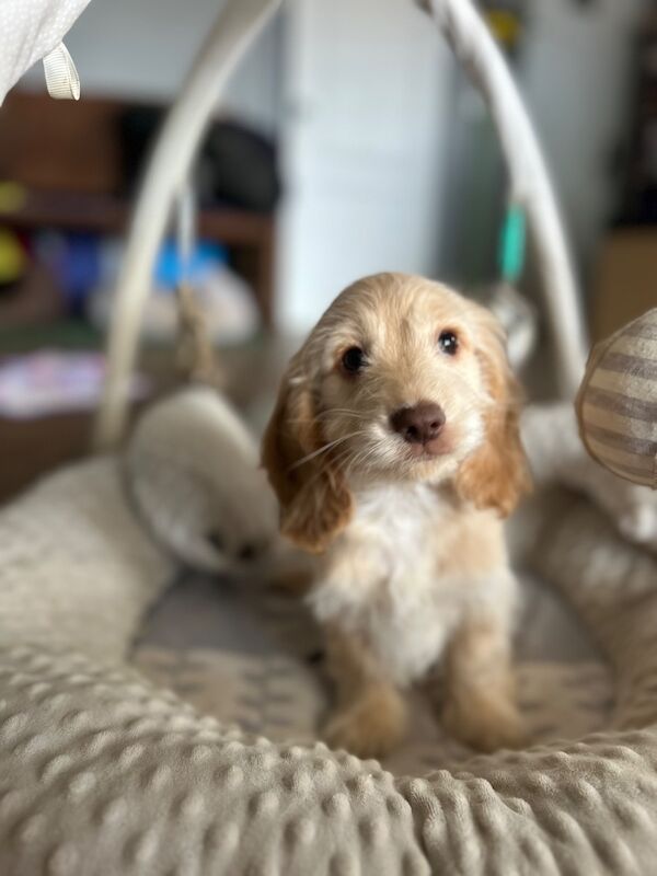 Champagne boy ready now - Image 3 of 6