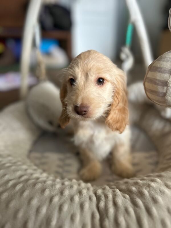 Champagne boy ready now - Image 4 of 6