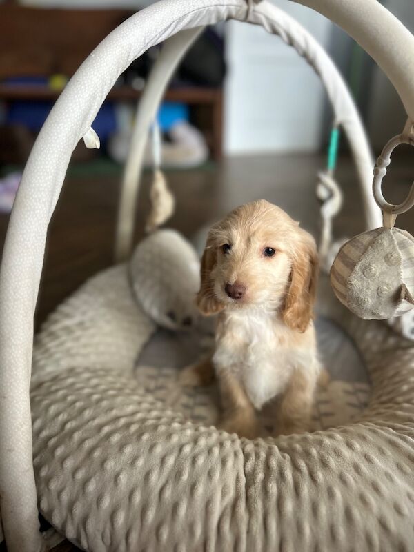 Champagne boy ready now - Image 5 of 6