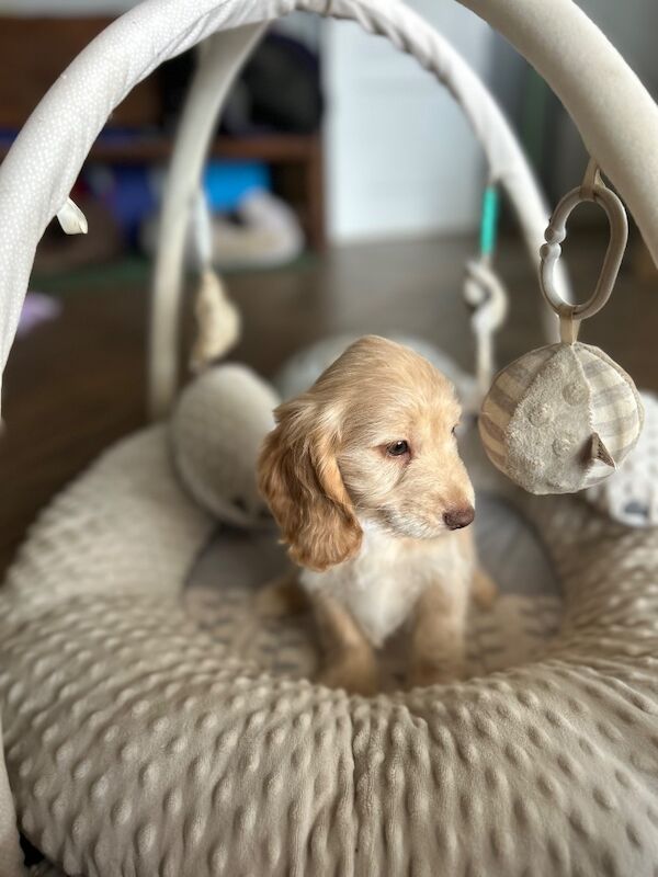 Champagne boy ready now - Image 6 of 6