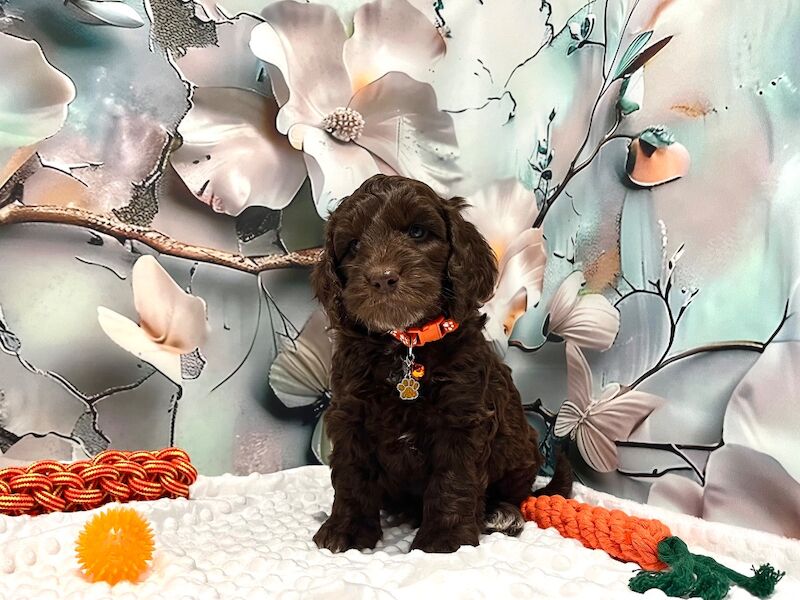 🏆CHAMPION LINES 🌟SHOW-TYPE Miniature F1 Cockapoo Puppies
