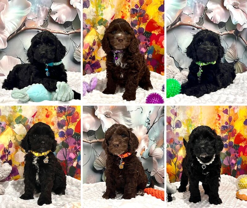 🏆CHAMPION LINES 🌟SHOW-TYPE Miniature F1 Cockapoo Puppies