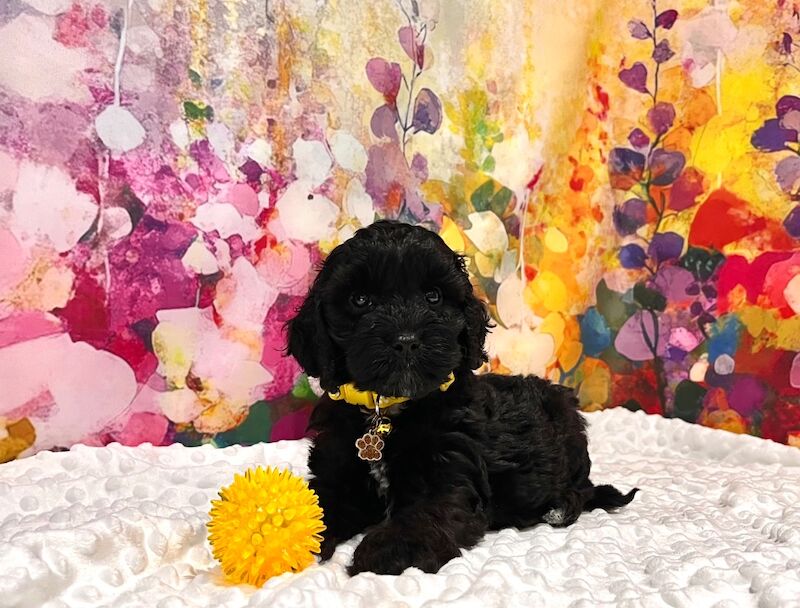 🏆CHAMPION LINES 🌟SHOW-TYPE Miniature F1 Cockapoo Puppies