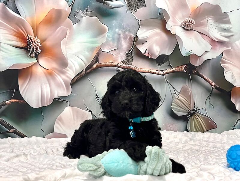 CHAMPION LINES SHOW-TYPE Miniature F1 Cockapoo Puppies - Image 2 of 5