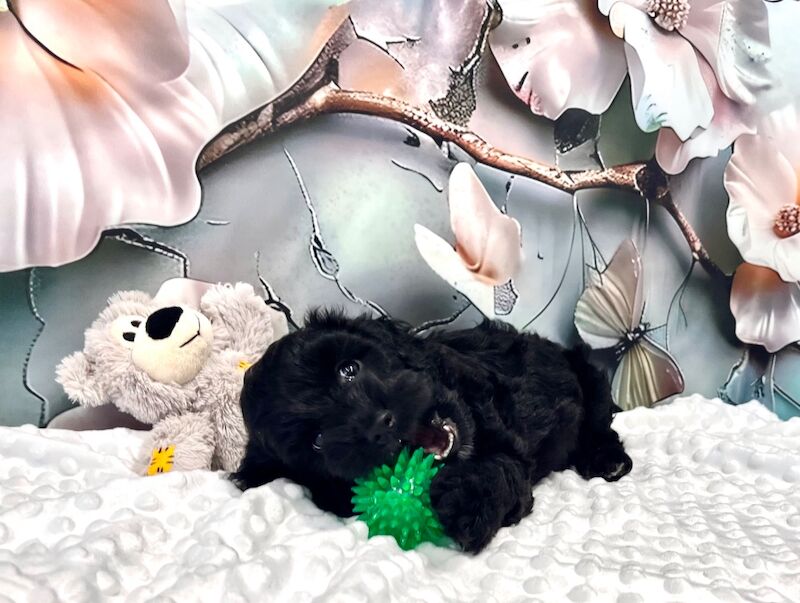 CHAMPION LINES SHOW-TYPE Miniature F1 Cockapoo Puppies - Image 3 of 5