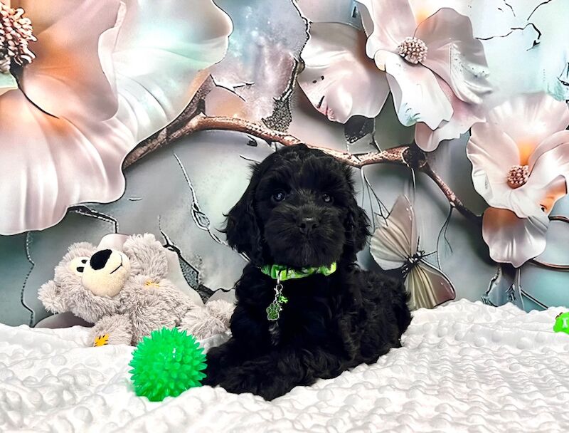 CHAMPION LINES SHOW-TYPE Miniature F1 Cockapoo Puppies - Image 4 of 5