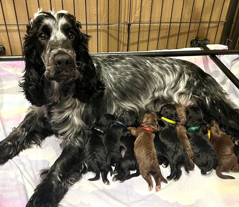 CHAMPION LINES SHOW-TYPE Miniature F1 Cockapoo Puppies - Image 5 of 5