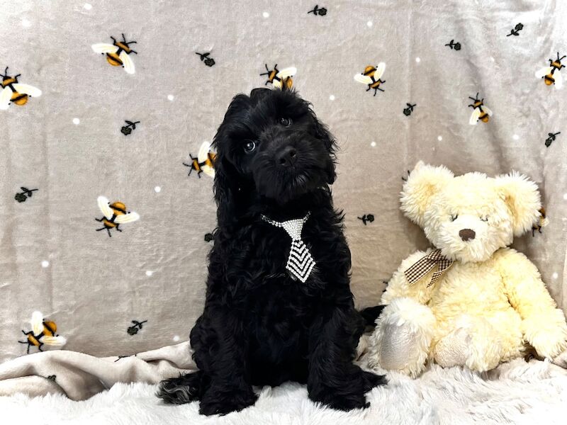 🏆 CHAMPION LINES 🌟 SHOWTYPE Miniature F1 Cockapoo’s
