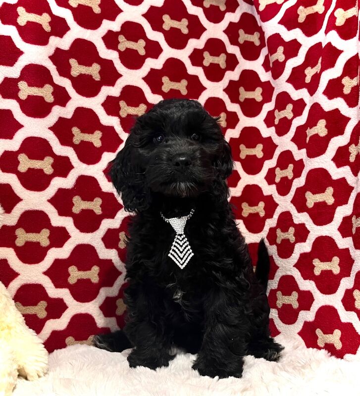 CHAMPION LINES SHOWTYPE Miniature F1 Cockapoo’s